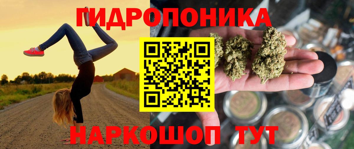 Конопля гибрид Балтийск
